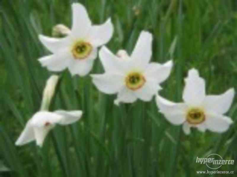 Narcis bílý - cibulky - foto 1
