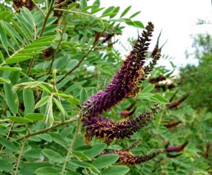 Netvařec křovitý (Amorpha fruticosa) - 130 cm - foto 1