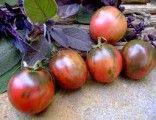 Rajče Vernissage Black Tomato - semena - foto 1