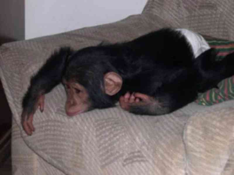 Rozkošné dítě opice šimpanz k adopci - foto 1