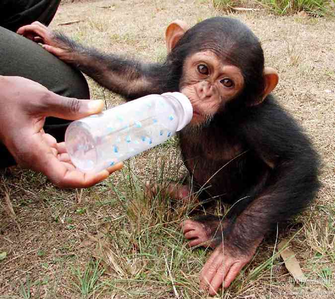 Rozkošné dítě opice šimpanz k adopci - foto 3