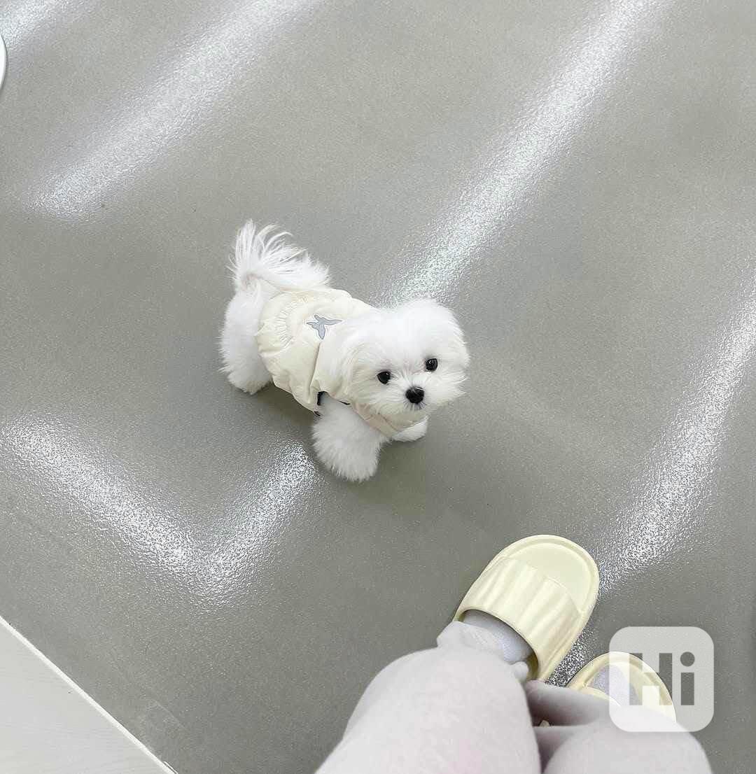 12 týdnů stará štěňata maltézského ovčáka - foto 1