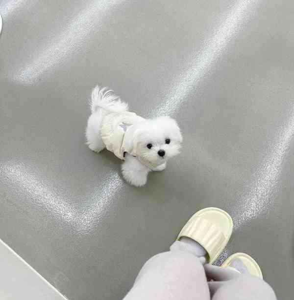 12 týdnů stará štěňata maltézského ovčáka - foto 1