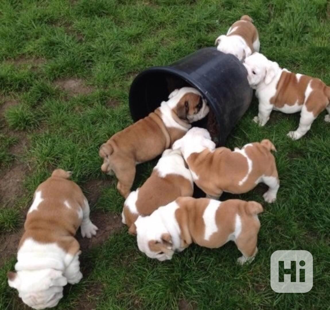 Štěňata anglického buldoka,, - foto 1