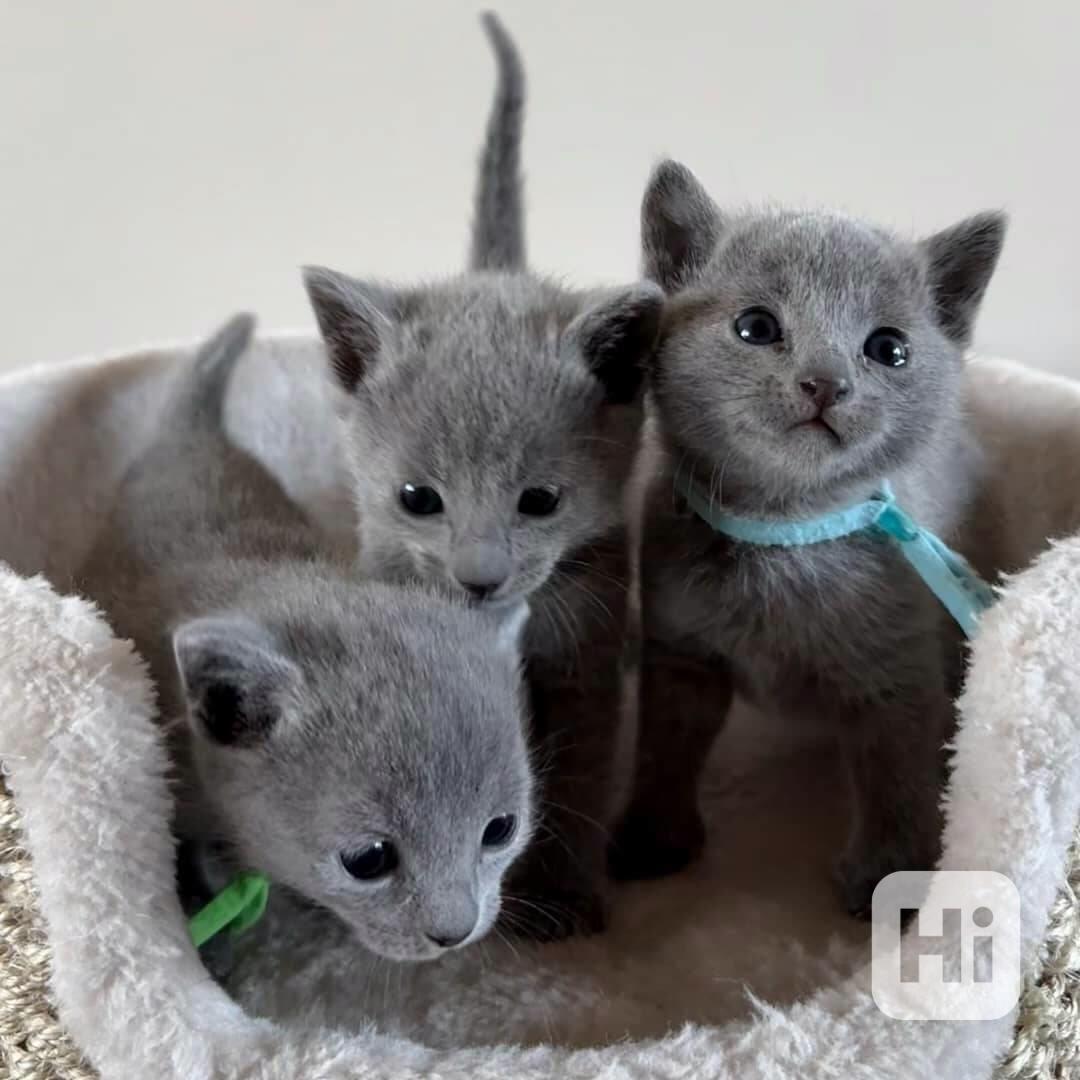 Modrá ruská koťata k adopci - foto 1
