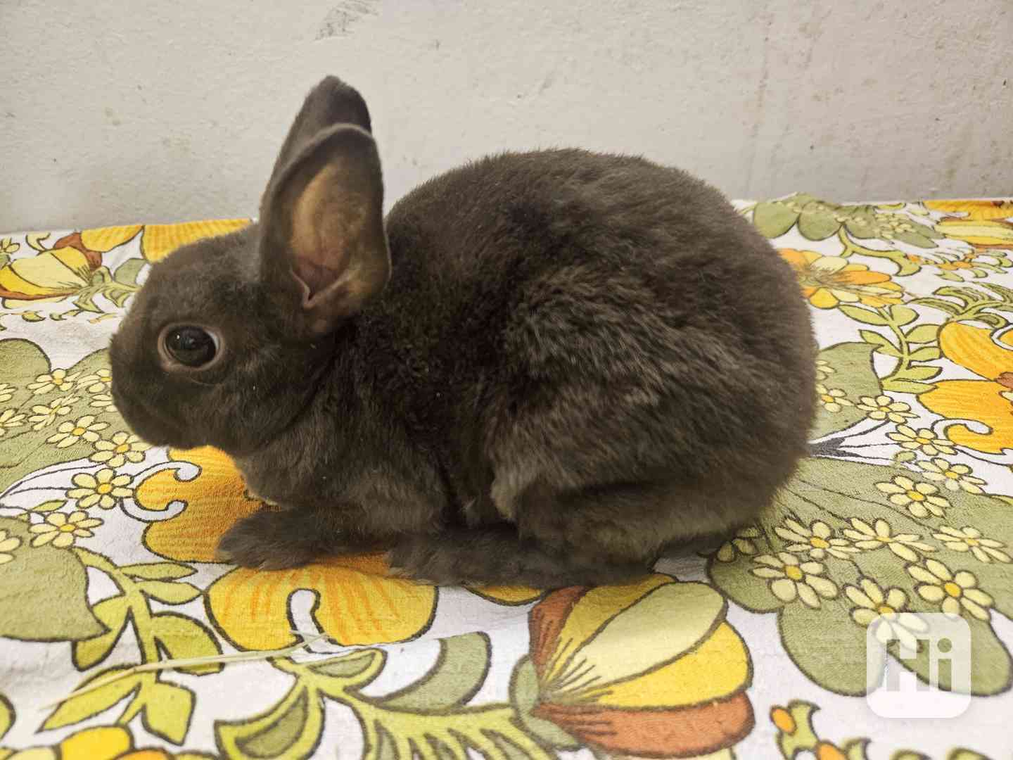 Zakrslý králíček  - foto 1