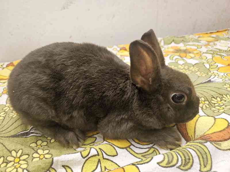 Zakrslý králíček  - foto 2