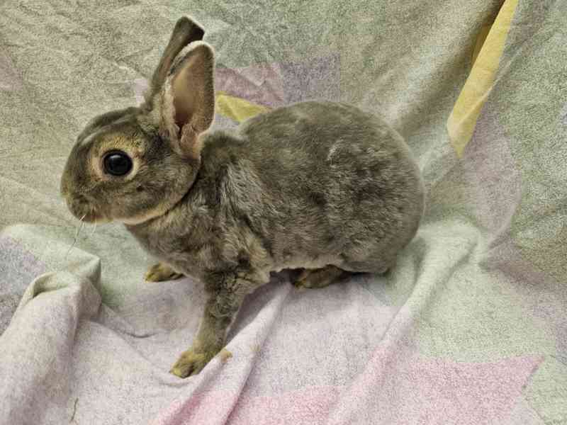 Zakrslý králíček  - foto 3