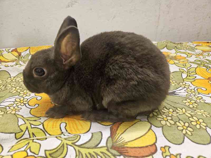 Zakrslý králíček  - foto 1