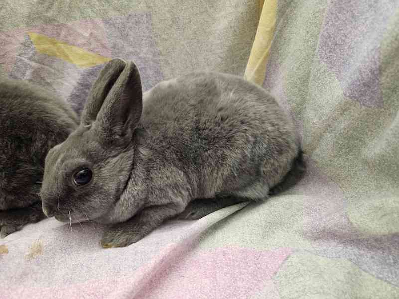 Zakrslý králíček  - foto 5