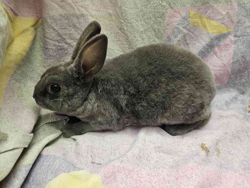 Zakrslý králíček  - foto 6