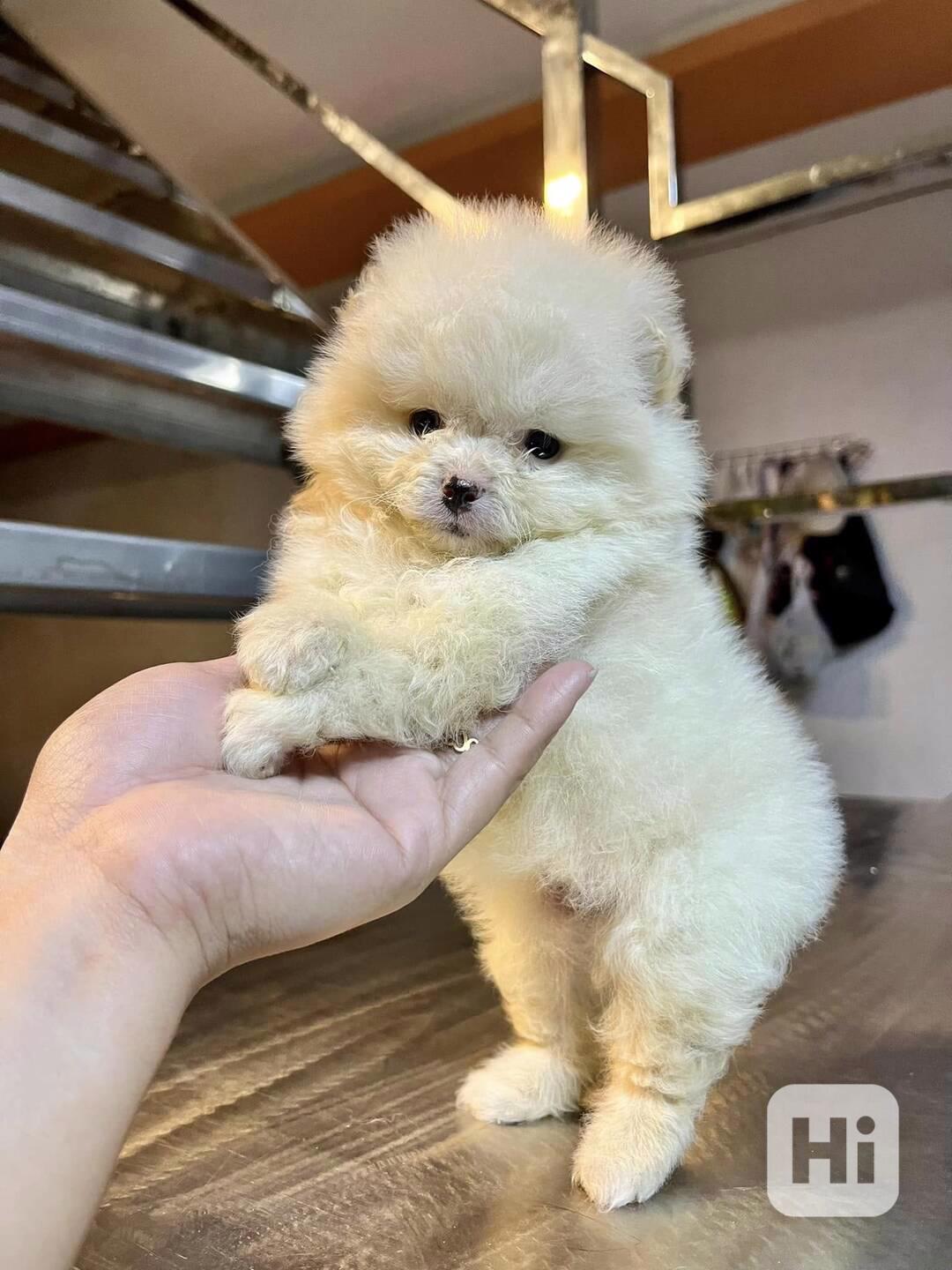 Štěňata pomeraniana - foto 1