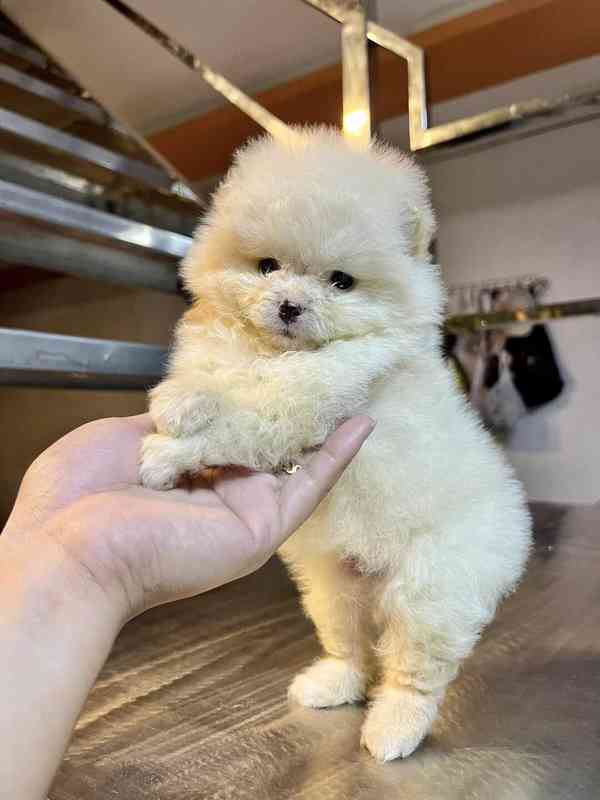 Štěňata pomeraniana - foto 1