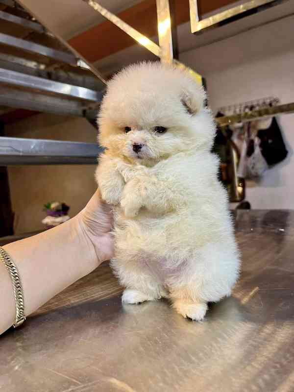 Štěňata pomeraniana - foto 2