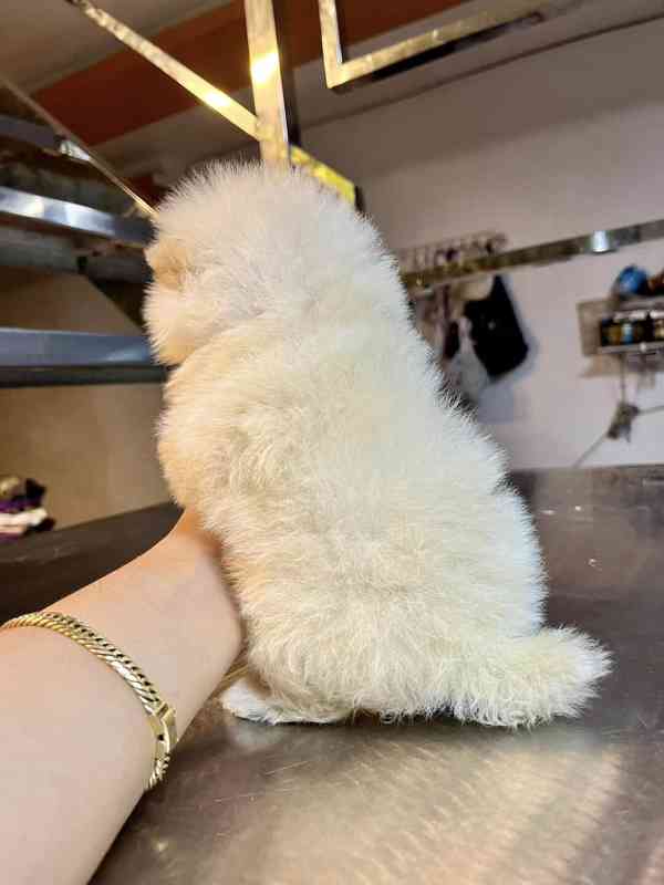 Štěňata pomeraniana - foto 4