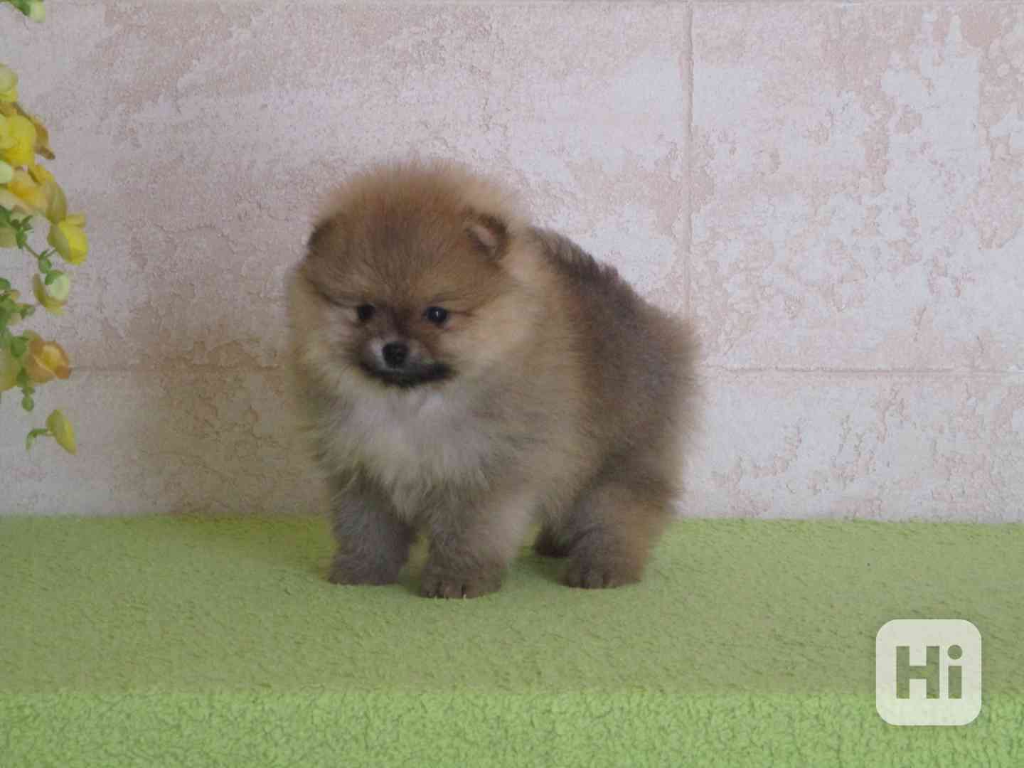 Pomeranian - foto 1