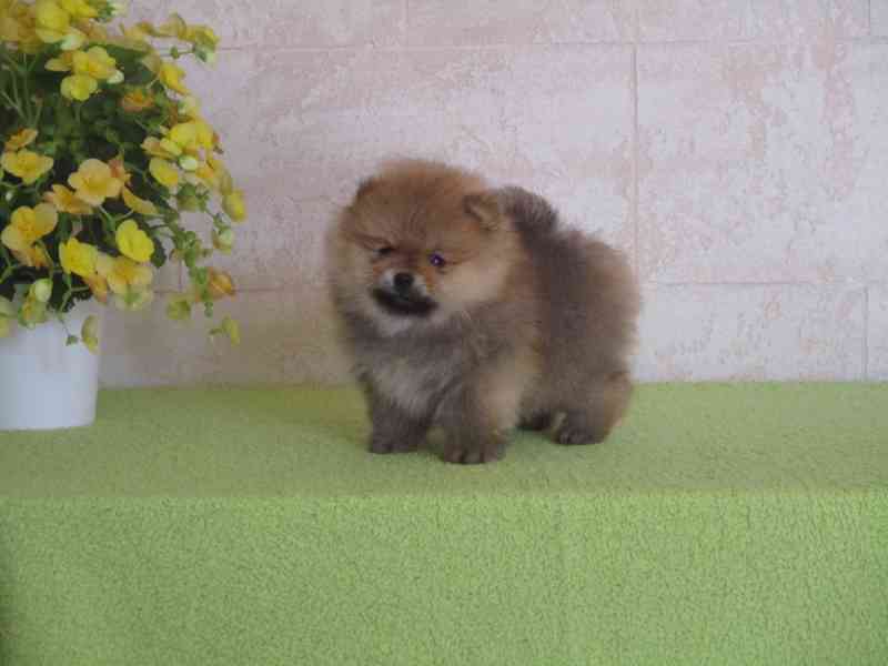 Pomeranian - foto 2