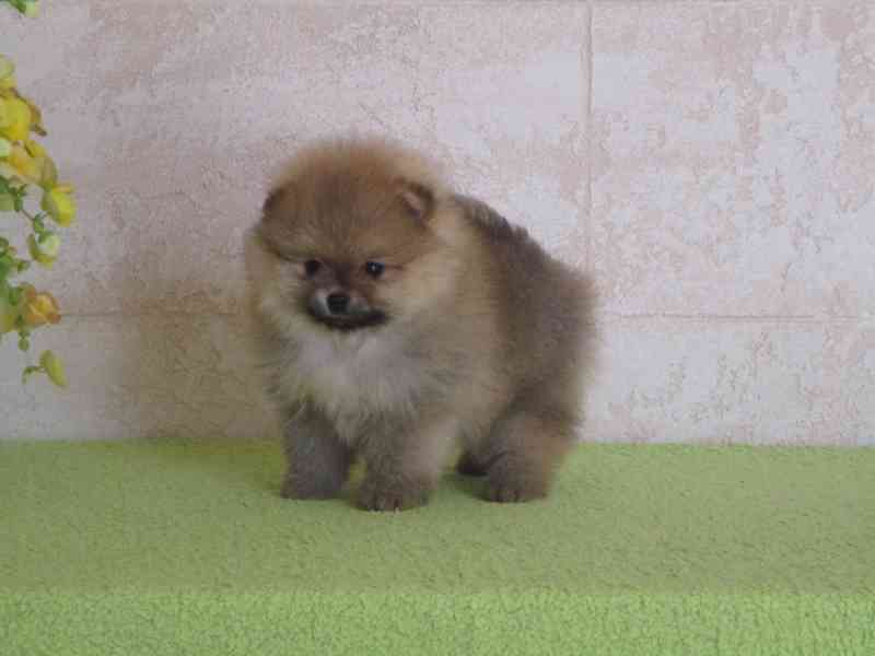 Pomeranian - foto 1