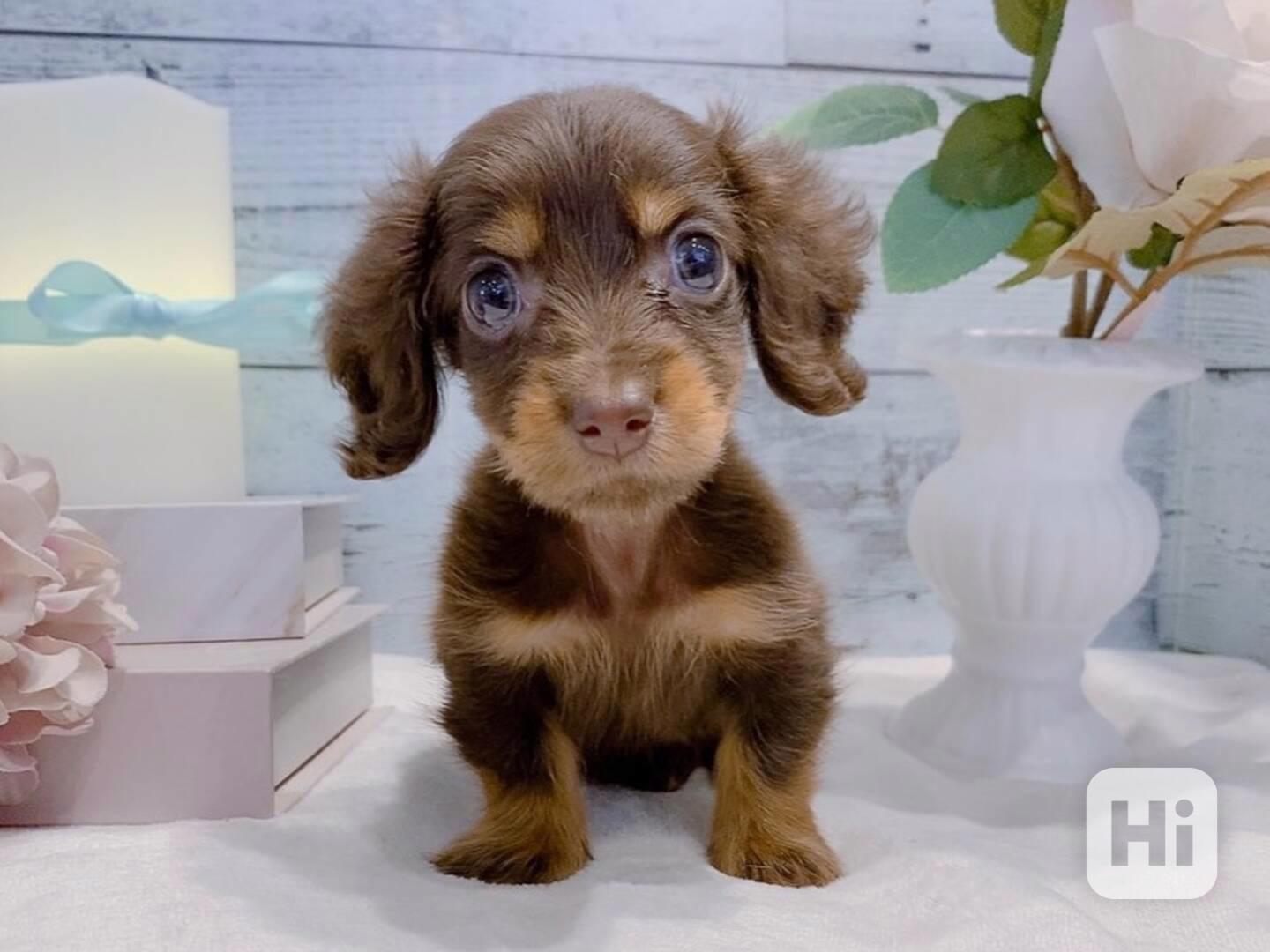 štěně jezevčíka k adopci - foto 1