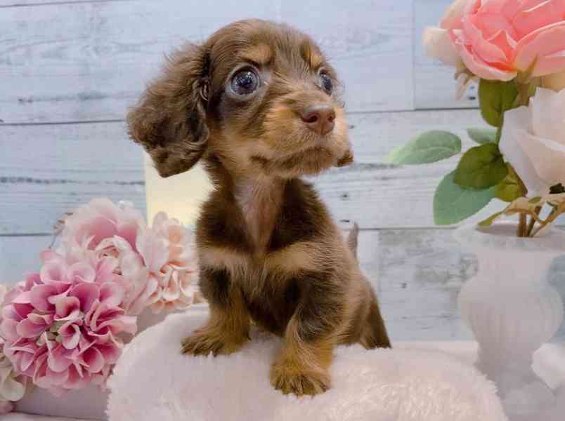 štěně jezevčíka k adopci - foto 2