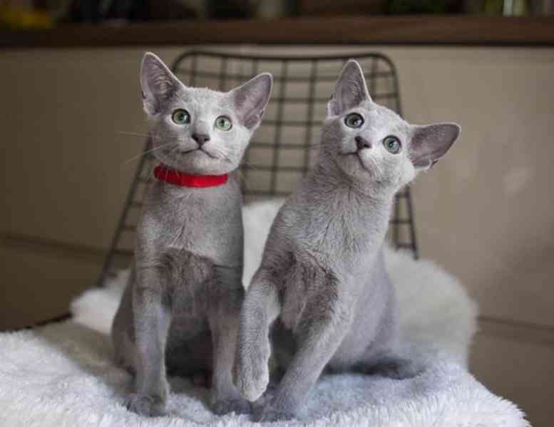 Tica registrovaná ruská modrá koťátka - foto 1