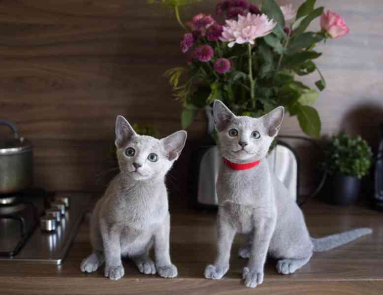 Tica registrovaná ruská modrá koťátka - foto 4