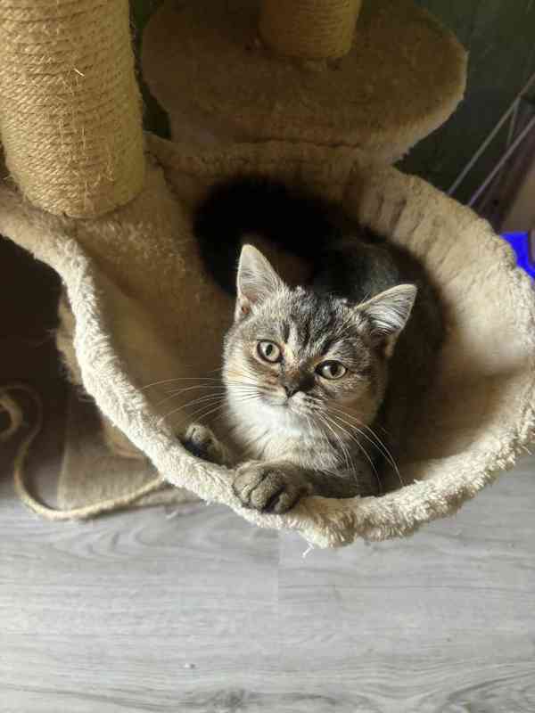 Britská Princezna hledá nový domov. - foto 3
