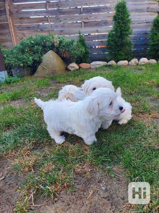 Roztomilá štěňátka maltézského psíka k odběru - foto 1