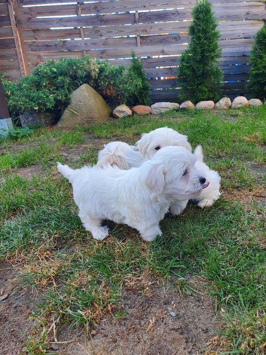 Roztomilá štěňátka maltézského psíka k odběru