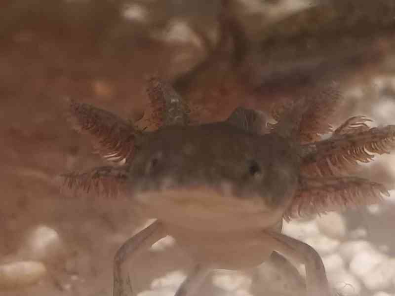Axolotl mexický - foto 1