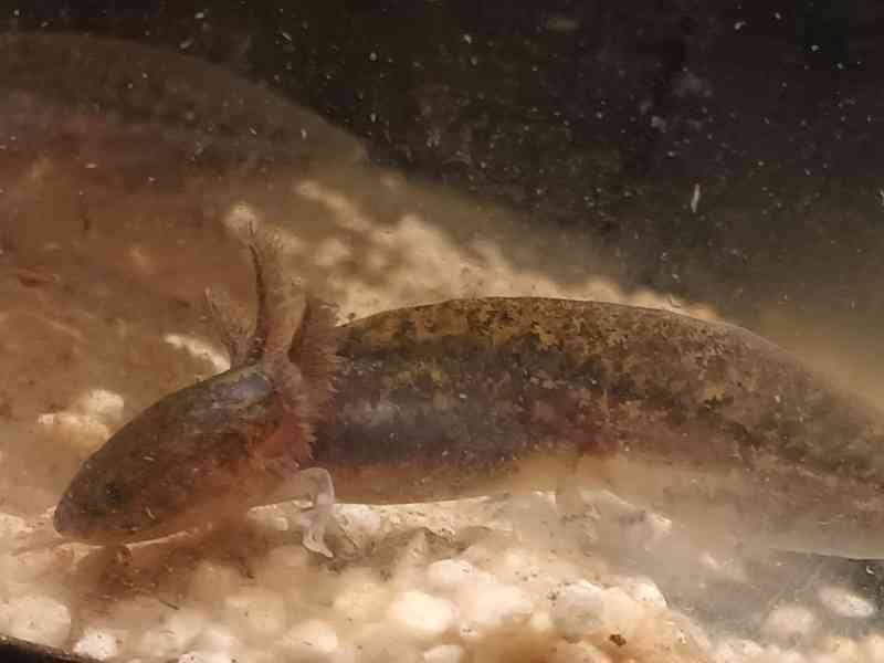 Axolotl mexický - foto 4