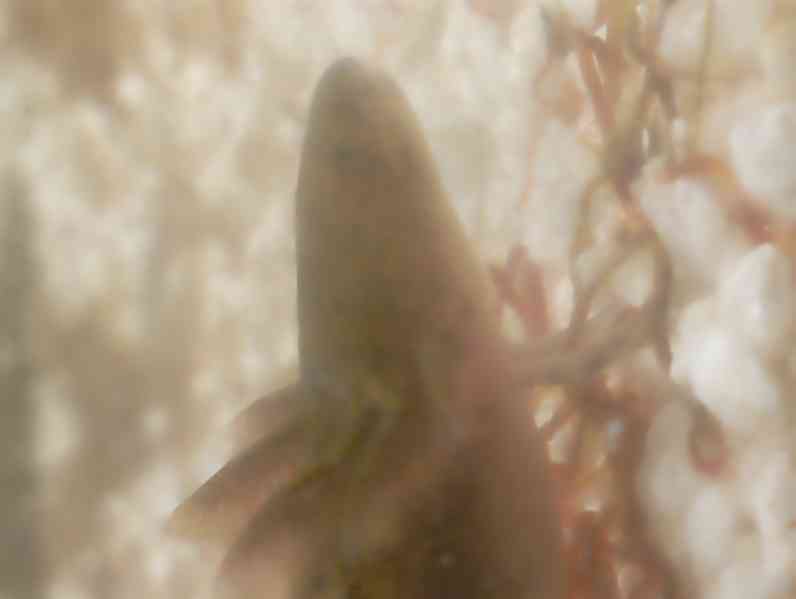 Axolotl mexický - foto 5