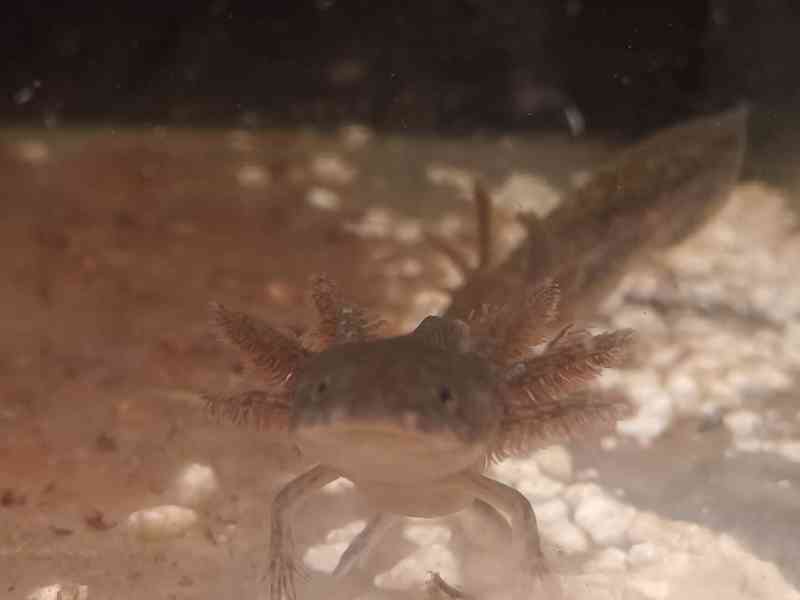 Axolotl mexický - foto 3