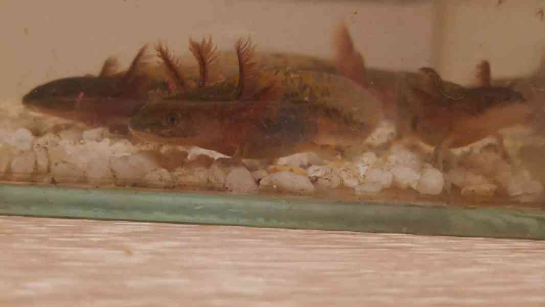 Axolotl mexický - foto 6