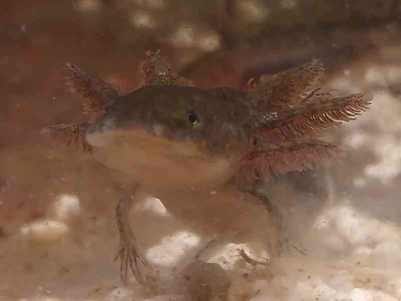 Axolotl mexický - foto 2