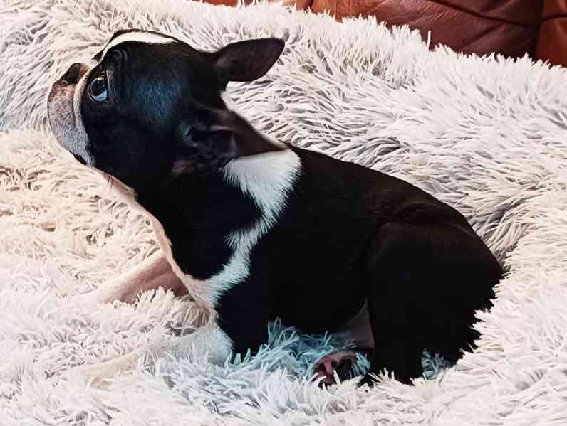 Bostonský terrier, krásná štěňátka k odběru. - foto 3