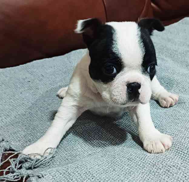 Bostonský terrier, krásná štěňátka k odběru. - foto 9