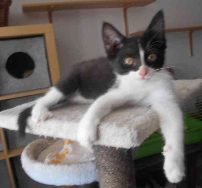 3bíločerné 2,5-3měsíční kočičky, čilé, hravé, veselé  - foto 11