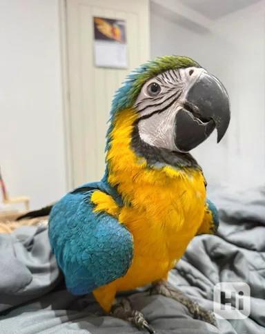 Ara zelenokřídlý, 7měsíční samice - foto 1