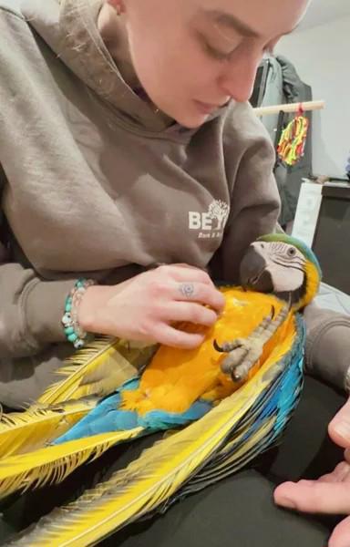 Ara zelenokřídlý, 7měsíční samice - foto 3