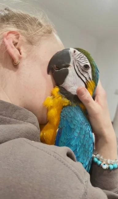 Ara zelenokřídlý, 7měsíční samice - foto 5