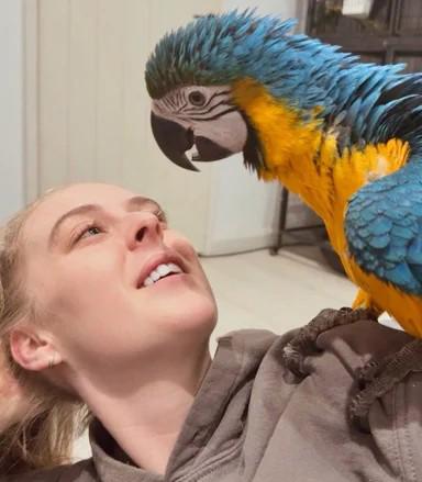 Ara zelenokřídlý, 7měsíční samice - foto 4