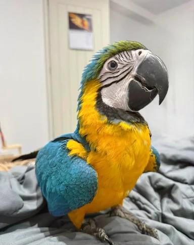 Ara zelenokřídlý, 7měsíční samice - foto 1