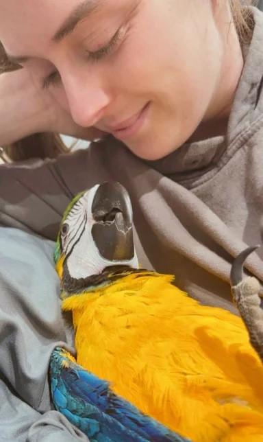 Ara zelenokřídlý, 7měsíční samice - foto 2