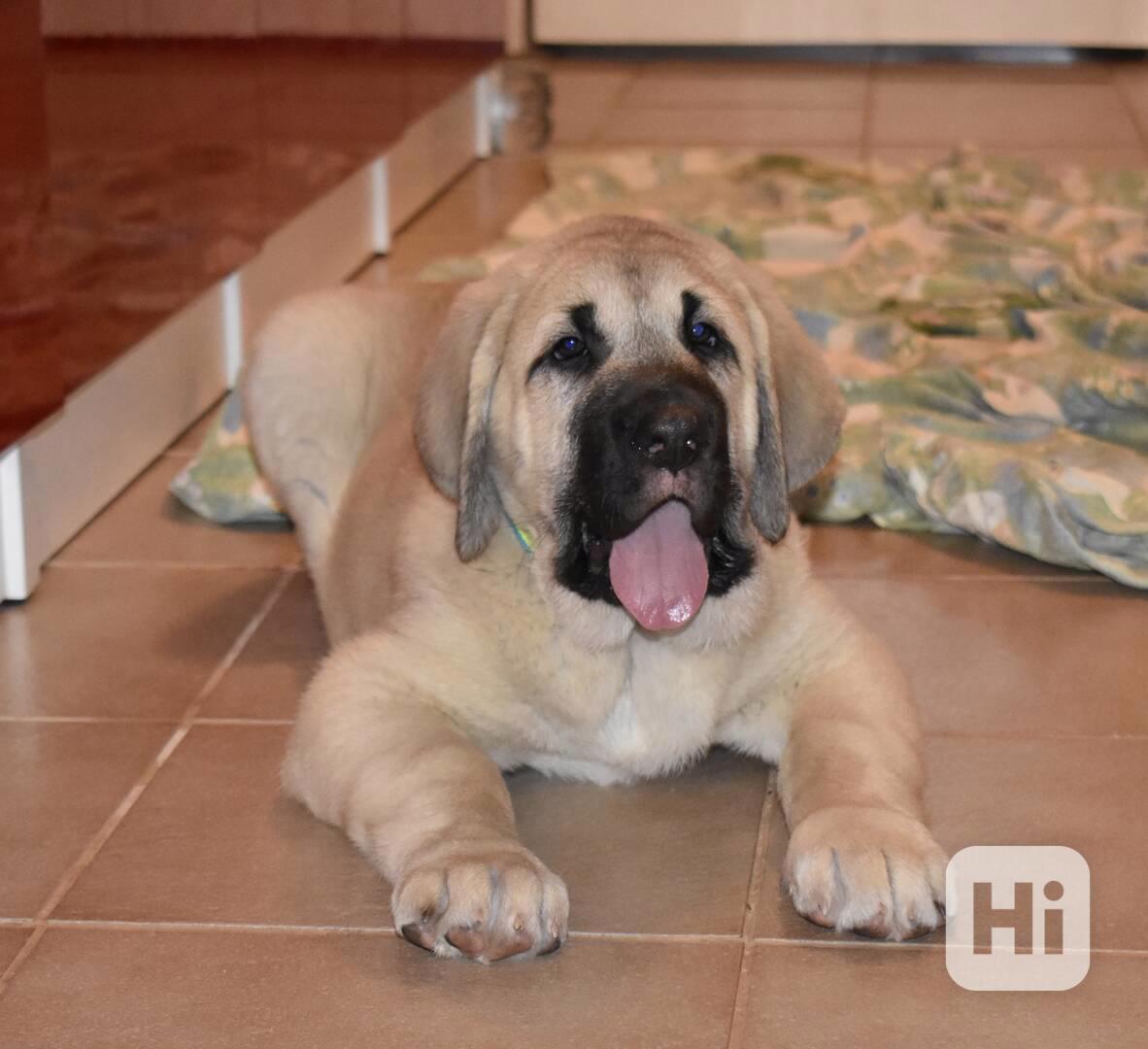 Španělský Mastin-k odběru pěkné fenky  - foto 1