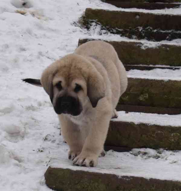 Španělský Mastin-k odběru pěkné fenky  - foto 2