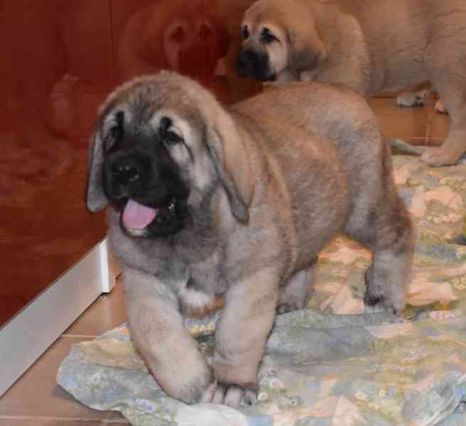 Španělský Mastin-k odběru pěkné fenky  - foto 6