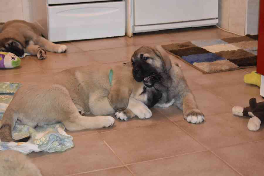 Španělský Mastin-k odběru pěkné fenky  - foto 7