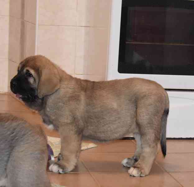 Španělský Mastin-k odběru pěkné fenky  - foto 5