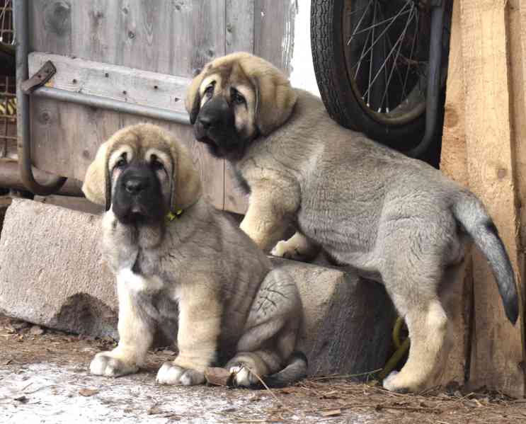 Španělský Mastin-k odběru pěkné fenky  - foto 3
